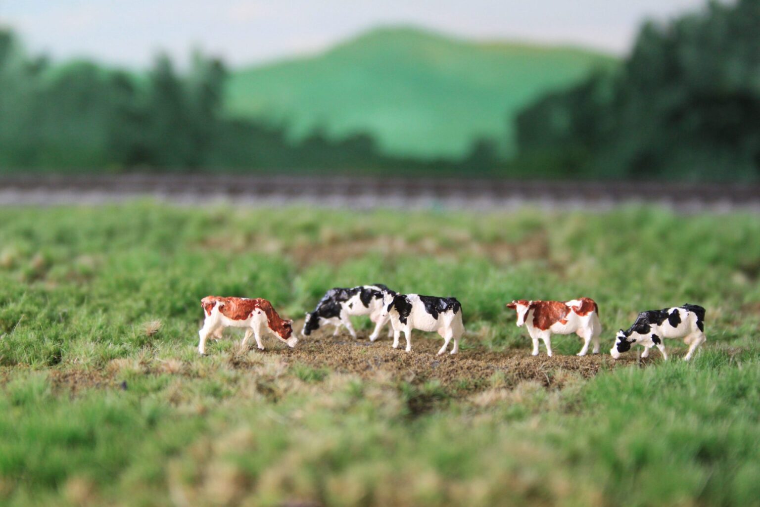 Pack Of 5 Holstein Black And White Red And White E trains pack-of-5-holstein-black-and-white-red-and-white-e-trains